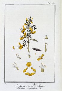 Le Genet a Broom (Spartium Scoparium) - J.C. Philibertによる「商人のための植物学演習」（パリ、クラプレ社）に掲載。 作： Unknown artist