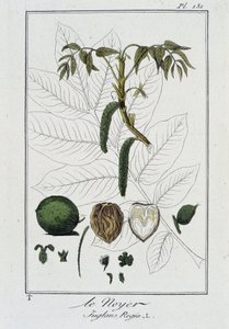 Le Noyer (Juglans Regia) - J.C. Philibert著「Exercises de botany à l