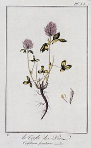 Le Trefle des Pres (Trifolium pratense) - "Exercises de botany à l