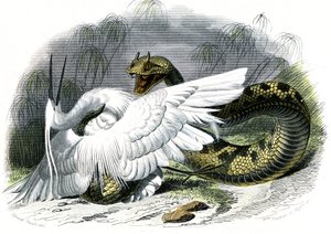 セラスト（Vipera cerastes） - ベルナール・ジェルマン・ド・ラセペド（1856-1925）著『博物誌』より、P.Furme版、パリ。