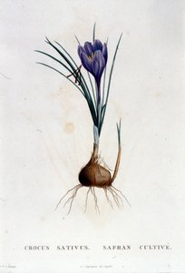 サフラン（Crocus sativus）は、J. RousseauのBotanique（1822年パリ）による。 作： Unknown artist