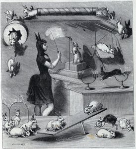 Les rabbits dresses du Nouveau Cirque in Paris: ウサギの衣装を着たタンプラーが動物に異なる数字を教える。1890年「La Nature」誌に掲載された版画。個人蔵。 作： Unknown artist