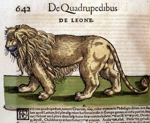 コンラッド・ゲスナーの『Historia Animalium』の後のライオン、ティグリ1560年。Braidense国立図書館。ミラノ 作： Unknown artist