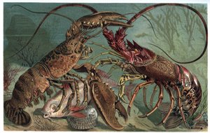 ロブスターとロブスター - ホマルスとヨーロッパアカザエビ - Alfred Edmund Brehm (1829-1884) による「Brehm