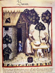 バターの製造医食同源のミルキングからのイルミネーション "Tacuinum sanitatis" 作： Unknown artist