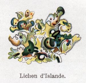 薬用・食品用の植物。アイスランドの地衣類。フリードリヒ・エドゥアルド・ビルツ（1842-1922）の「La medication naturelle」に掲載された図版