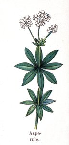 薬用・食用植物：アスペルラ。フリードリヒ・エドゥアルド・ビルツ（1842-1922）の「La medication naturelle」に掲載された図版 作： Unknown artist