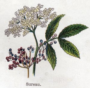 薬用・食品用植物：エルダーベリー。フリードリヒ・エドゥアルド・ビルツ（1842-1922）の「La medication naturelle」に掲載された図版 作： Unknown artist