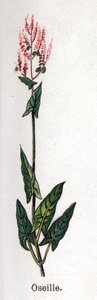 薬用植物と食用植物：スイバ。フリードリヒ・エドゥアルド・ビルツ（1842-1922）の「La medication naturelle」に掲載されている図版 作： Unknown artist