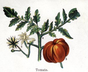 薬用植物と食用植物：トマトフリードリヒ・エドゥアルド・ビルツ（1842-1922）の「La medication naturelle」に掲載されている図版 作： Unknown artist