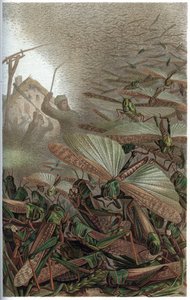 渡り鳥 - 渡り鳥（Locust migratoria） - Alfred Edmund Brehm (1829-1884)の「Brehm