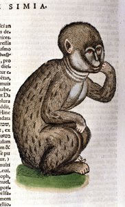 コンラッド・ゲスナーの『Historia Animalium』の後の猿、ティグリ1560年。Braidense国立図書館。ミラノ