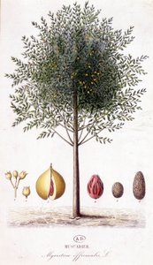 Myristica fragrans - Muscadier（Myristica officinalis）。 ボタニカルボード 作： Unknown artist