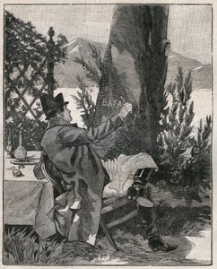 ナポレオン・ボナパルト（1769-1821）は、1800年のマレンゴの戦いの3日前に、マッジョーレ湖（Lago Maggiore）のイゾラ・ベッラ島（Isola Bella）で、月桂樹の幹に「Battaglia」の文字を書いた。1885年の "Les arts et metiers illustres "に掲載されたエングレーヴィング 作： Unknown artist