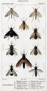自然史委員会。昆虫学。ディプテレス科。Aploceres: 1.Rhagion beech; 2.Plebeien bion; 3.Ferruginous Sic; 4 Anthrax morio; 5.Hypoleon 63 lines; 6.Stratyome chameleon; 7;Cyrte acephal; 8.Mydas in wire; 9.Utiginous nemotele; 10.clavicorn ce 作： Unknown artist