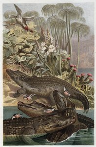 ナイルワニ - ナイルワニ (Crocodylus niloticus) - Alfred Edmund Brehm (1829-1884) による「Brehm