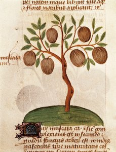 ナツメグ、薬用植物の説明とその調理法ペダニウス・ディオスコリデスの手稿「薬草論」（Tractatus de herbis）のページ。 作： Unknown artist