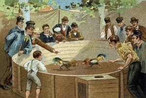 フランダース地方で行われている古い習慣。闘鶏。19世紀末のクロモリトグラフ。 作： Unknown artist