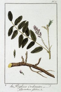 Ordinary liqulisse (Glycirrhiza glabra) - "Exercises de botany à l