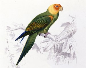 鳥類学。カロライナオウム。(カロライナオウム（Psittacus carolinensis) 作： Unknown artist