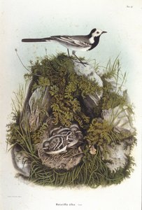鳥類学：子供の巣の近くにいる灰色のベルジャンネット（motacilla alba）。19世紀の動物学ボード 作： Unknown artist