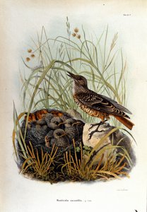 鳥類学：子供の巣の近くにいるモンチッチ。 作： Unknown artist