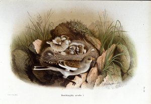 鳥類学：高山のニベローレが子供の巣の近くにいること。 作： Unknown artist