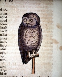 フクロウ（Konrad Gesner著「Historiae animalium」より）、Tiguri