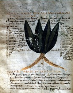 Apulee（Lucius Apuleius）（約125-180）の写本のページ、"De viribus herbarum"、8または9世紀。ルッカ、政府図書館。 作： Unknown artist