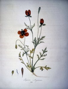Papaver Argemone（ケシアルゲモーネの花と植物）。19世紀のハーバリウム。