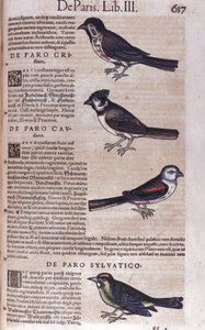 コンラッド・ゲスナー(1516 - 1565)の『動物史』の中のPasserines、Tiguri 作： Unknown artist
