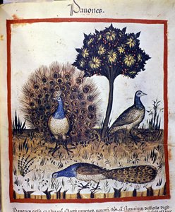 "Tacuinum sanitatis "に描かれた孔雀 作： Unknown artist