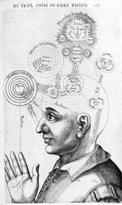 ロバート・フラッド（Robertus de Fluctibus）の『Collectio Operum』に掲載された人相学の画像（骨相学）。ロンドン 1617年 作： Unknown artist