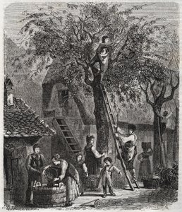 さくらんぼ狩り - 1860年の刻印-。