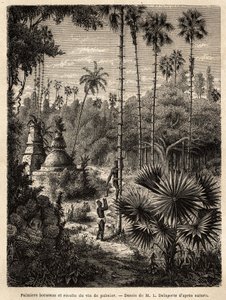 ラオスにホウオウヤシの木を植え、ヤシ酒を採取していますが、これはインシセの木のセーブに他ならず、液体は竹に集められ、幹は小さな籐の筋によって本物のスケールに変えられ、その中には先端の 作： Unknown artist