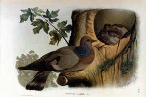 巣の近くにいる鳩を描いたプレート。 作： Unknown artist