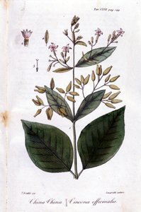 Quinquina（Cinchona Officinalis）のプレート。 作： Unknown artist