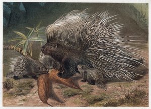 アルフレッド・エドモンド・ブレム（1829-1884）の「ブレムの動物誌」に掲載された彫刻。