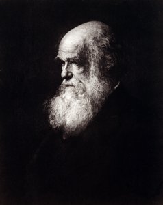 チャールズ・ロバート・ダーウィン（1809-1882）の肖像 作： Unknown artist