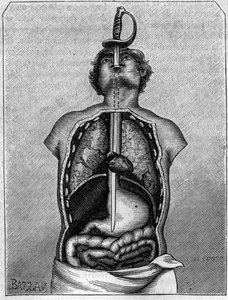 ツバメの体の中で刃が占めている位置。1883年7月21日付の「La Nature: revue des sciences et de leurs applications aux arts et a l