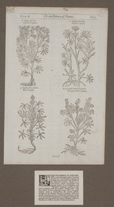「植物の歴史の、ジョン・ジェラードによるハーブ」から1217ページを印刷 作： Unknown artist