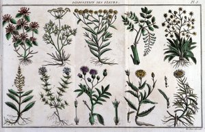 花の提供：「Flora Françoise（フランスに自生するすべての植物の簡単な説明）」では、新しい分析方法に基づいて整理されており、医学的にはあまり正当化されない美徳とその利用法の引用が付け加えられています。 作： Unknown artist