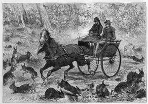 オーストラリアでのウサギの過密飼育。ウサギの群れの中を通るウィリアムソン氏の車。3月24日付「La Nature: revue des sciences et de leurs applications aux arts et a l