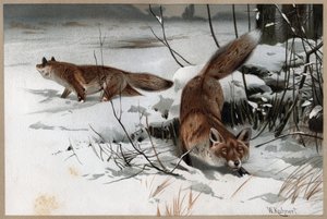 アカギツネ - アカギツネ（Vulpes vulpes） - Alfred Edmund Brehm（1829-1884）の「Brehm