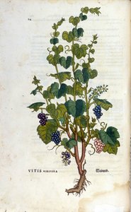 赤いつる植物。19世紀のハーバリウム。 作： Unknown artist