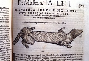 Conrad Gesner (1516 - 1565) の『Historia Animalium』に掲載されている、イタチに関連するムステラ（イタチ科の動物）の表現、Tiguri 作： Unknown artist