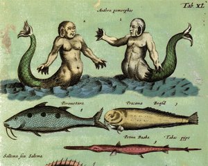動物図鑑に記載されている幻の海洋生物、サイレンとトリトンを表現しています。詳細17世紀 作： Unknown artist