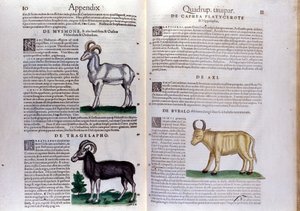 コンラッド・ゲスナー（1516-1565）の『Historia Animalium（動物史）』の中で、羊や水牛......ティグリが表現されています。 作： Unknown artist
