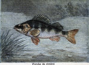 リバーパーチ1897年に描かれたもの 作： Unknown artist