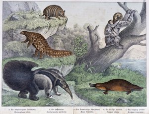 齧歯類。Tatou, lazy, ant - "Natural histories of mammals", ed.シュライバー 作： Unknown artist